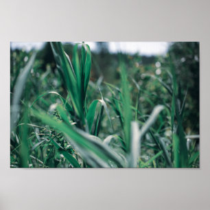Poster Sementes De Grama Verde De Pastel Pálido