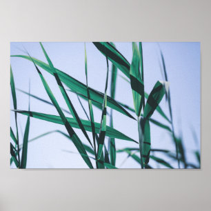 Poster Sementes De Grama Verde De Pastel Pálido