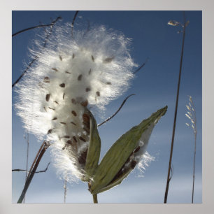Pôster Sementes e vagens do Milkweed