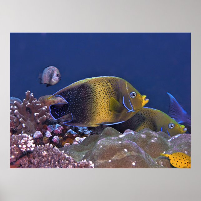 Poster Semicircle Angelfish (Frente)