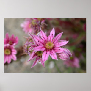 Poster Sempervivum tectorum