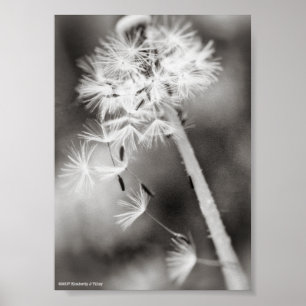 Pôster Sending Out Wishes