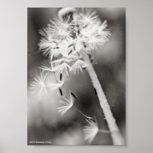 Pôster Sending Out Wishes (Frente)