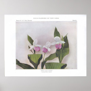 Poster Senhora-Deslizador Showy - reginae do Cypripedium