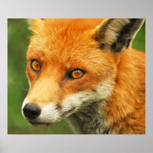Pôster Senhora Foxy