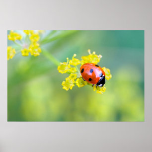 Poster senhora no topo