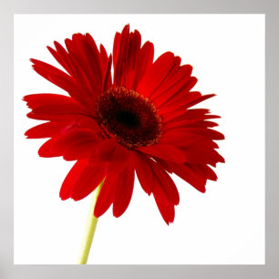 Poster senhora no vermelho