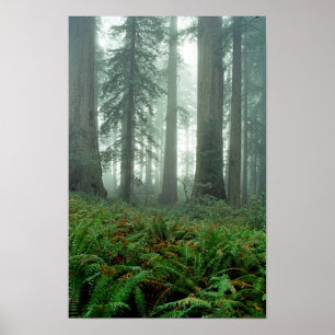 Poster Senhora Pássaro Johnson Bosque