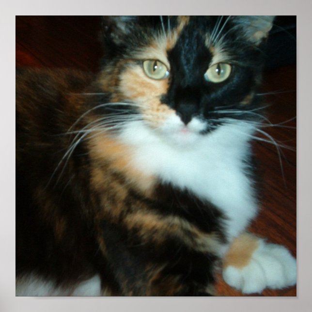 Pôster Senhorita. Gatinho (Frente)