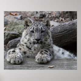 Poster Sentado com o leopardo da neve