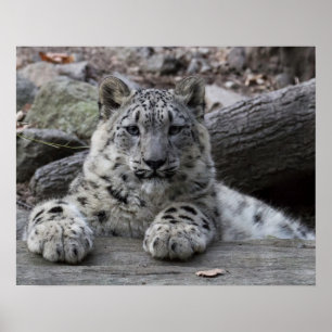Poster Sentado com o leopardo da neve