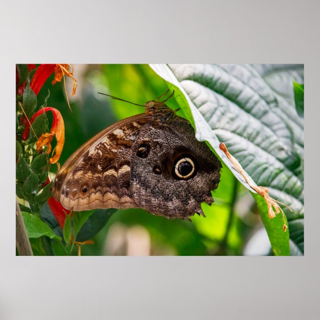 Poster Sentado Parado (Frente)