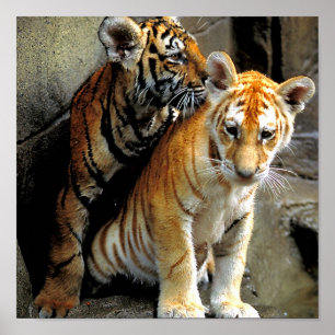 Poster Sentimento Frisky?