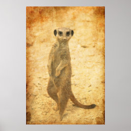 Pôster Sentinela suricata