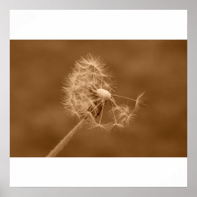 Pôster Sepia Dandelion Poster/Impressão (Frente)