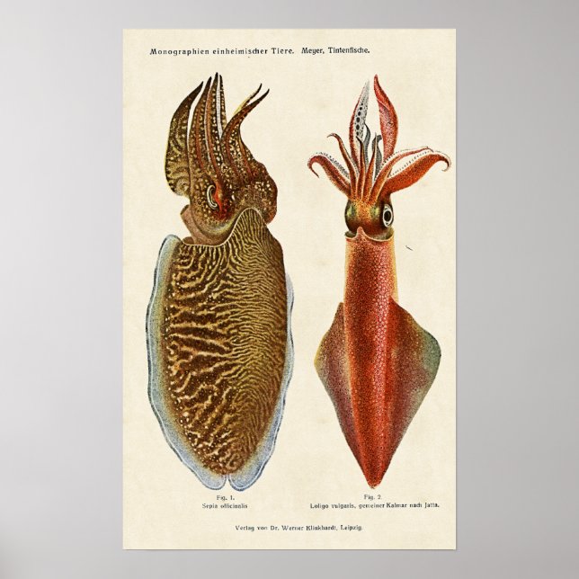 Pôster Sepia e Octopus 1913 (Frente)