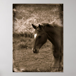 Pôster Sepia Grunge Horse
