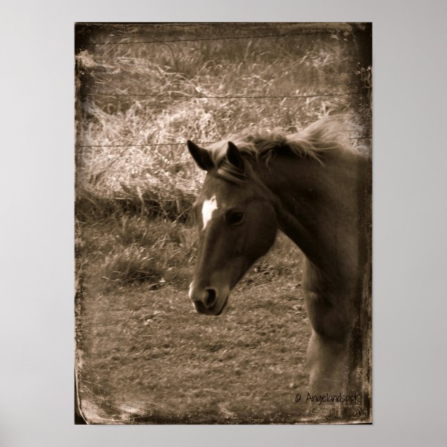 Pôster Sepia Grunge Horse (Frente)