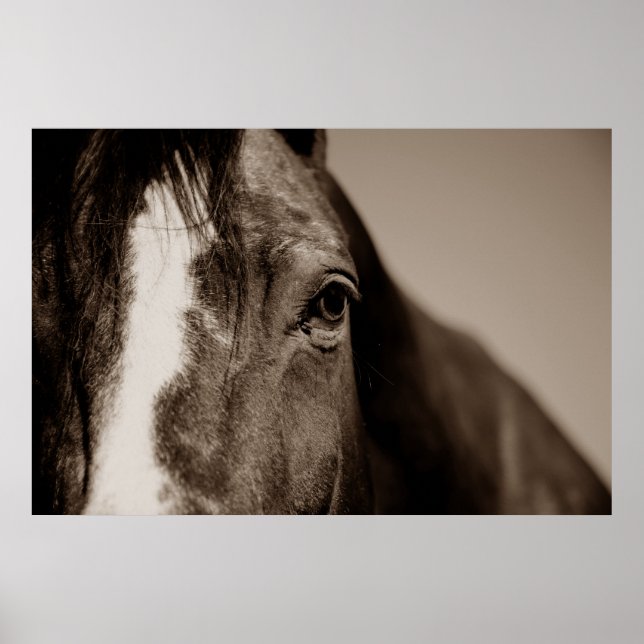 Poster Sepia Horse Photography Artwork (Frente)