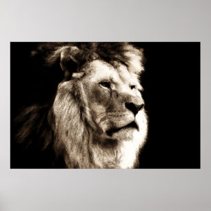 Poster Sepia Lion