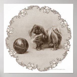 Poster Sepia Pekingese