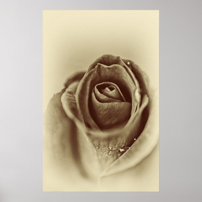 Poster sepia vintage rosa (Frente)