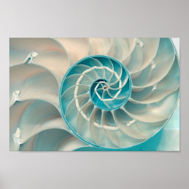 Poster - Sequência de Fibonacci na vida do mar nat (Frente)