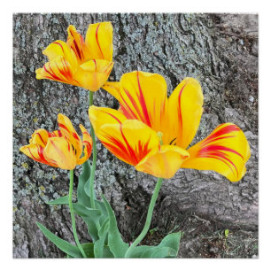 Pôster Sequência de três tulipas amarelas /