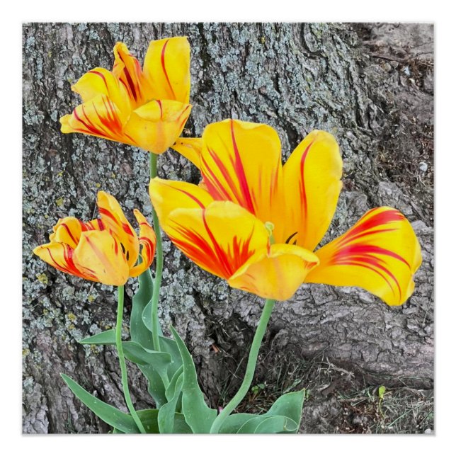 Pôster Sequência de três tulipas amarelas / (Frente)