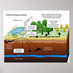 Poster Seqüestro do dióxido de carbono do central