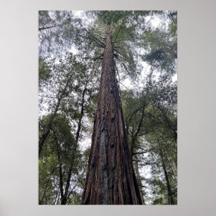 Poster Sequoia