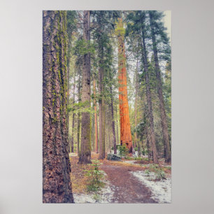 Poster Sequoia em Floresta