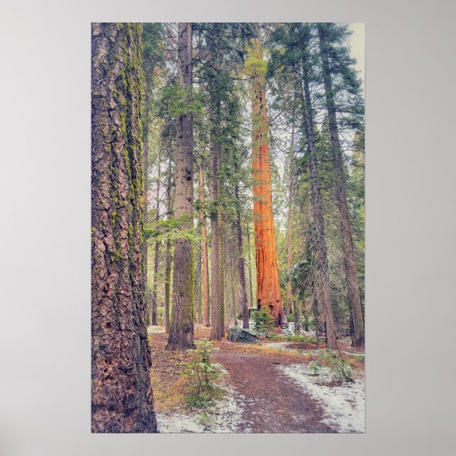 Poster Sequoia em Floresta (Frente)