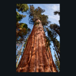 Poster Sequóia Gigante Ascende<br><div class="desc">EUA,  Califórnia,  Parque Nacional Sequoia,  Sequóia gigante ascende ao céu. Crédito: Ann Collins / superstock.com</div>