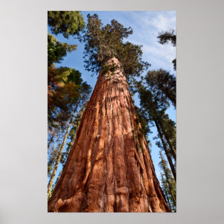 Poster Sequoia Gigante Ascende