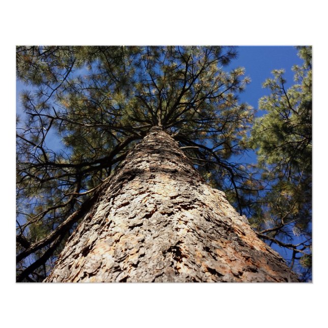 Pôster Sequoia gigante atingindo o céu azul visto de baix (Frente)