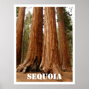 Pôster Sequoia Trees, Sequoia National Park, Califórnia