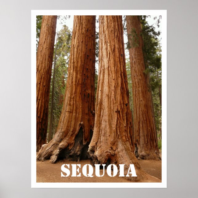 Pôster Sequoia Trees, Sequoia National Park, Califórnia (Frente)