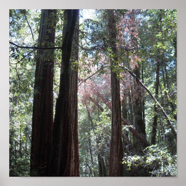 Poster Sequoias (Frente)