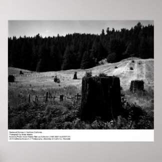 Poster Sequoias de Sequoia por Ansel Adams