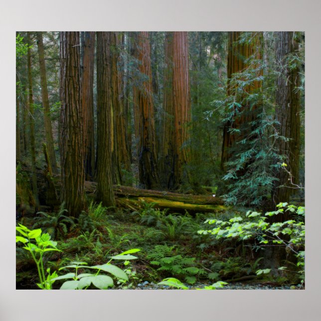 Poster Sequóias em Muir Woods National Park (Frente)