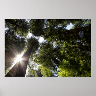 Pôster Sequoias, Parque Estadual de Humboldt Redwoods