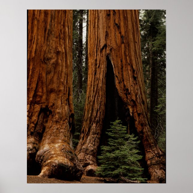 Poster Sequoias, Parque Nacional Sequoia. (Frente)