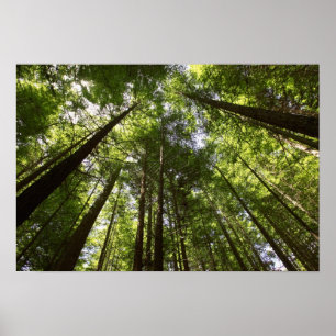 Poster Sequoias, Rotorua, Nova Zelândia