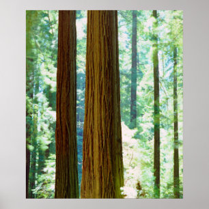 Poster Sequoias Vermelhas de crescimento