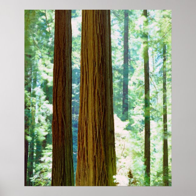 Poster Sequoias-vermelhas de crescimento antigo (Frente)