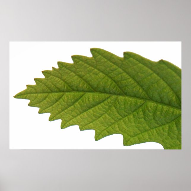 Pôster Ser Verde (Frente)