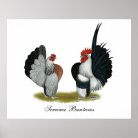 Serama Bantams