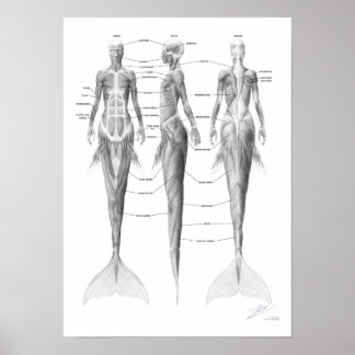 Poster Sereia Musculatura