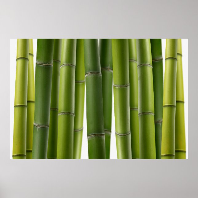 Pôster Serene Bamboo (Frente)